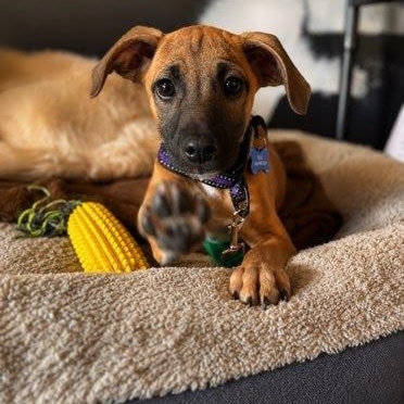 Buoy, a Adoptable mixed breed in Columbia, MD image 5/6