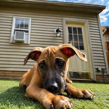 Buoy, a Adoptable mixed breed in Columbia, MD image 3/6