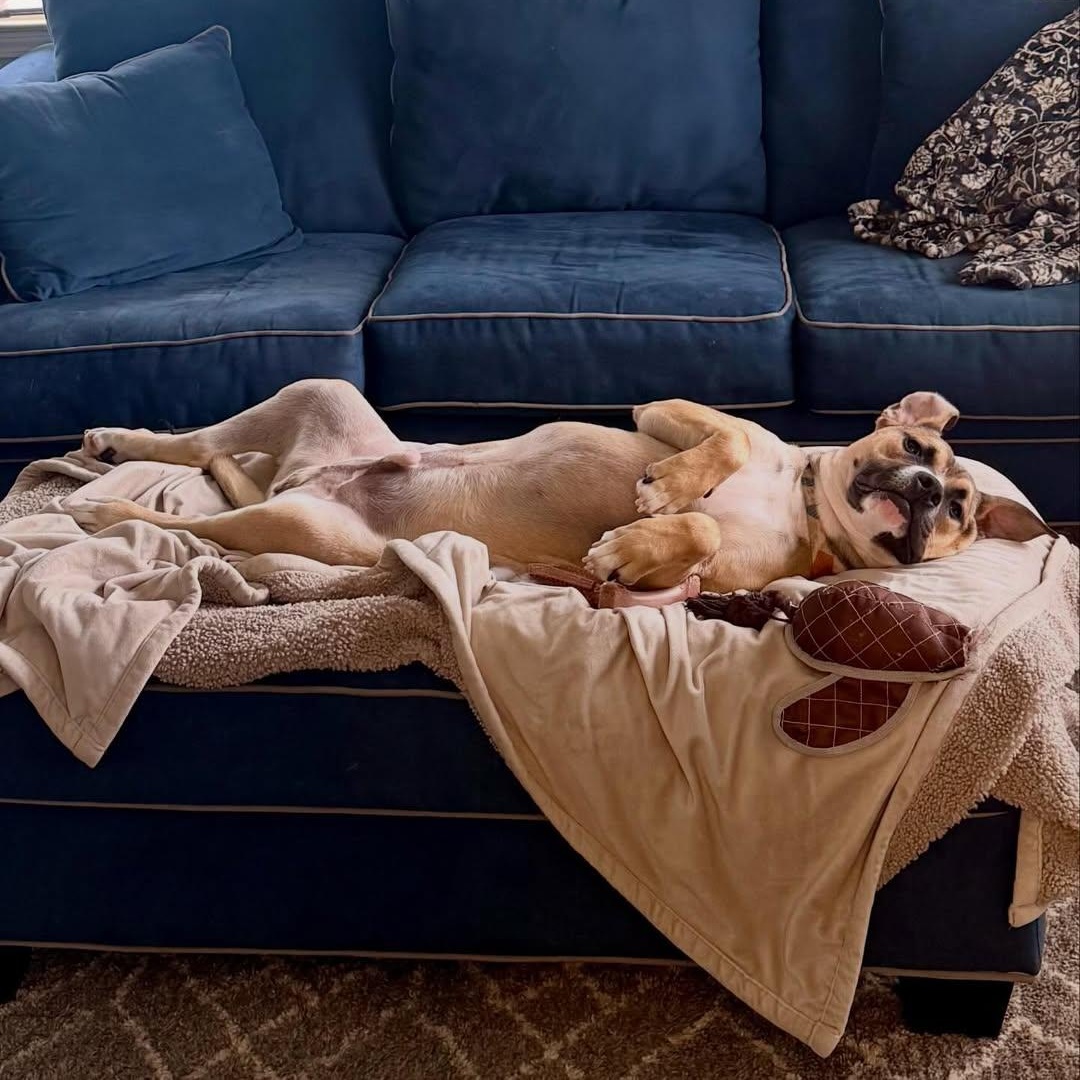 Suki, an adopted mixed breed in Detroit, MI image 6/6