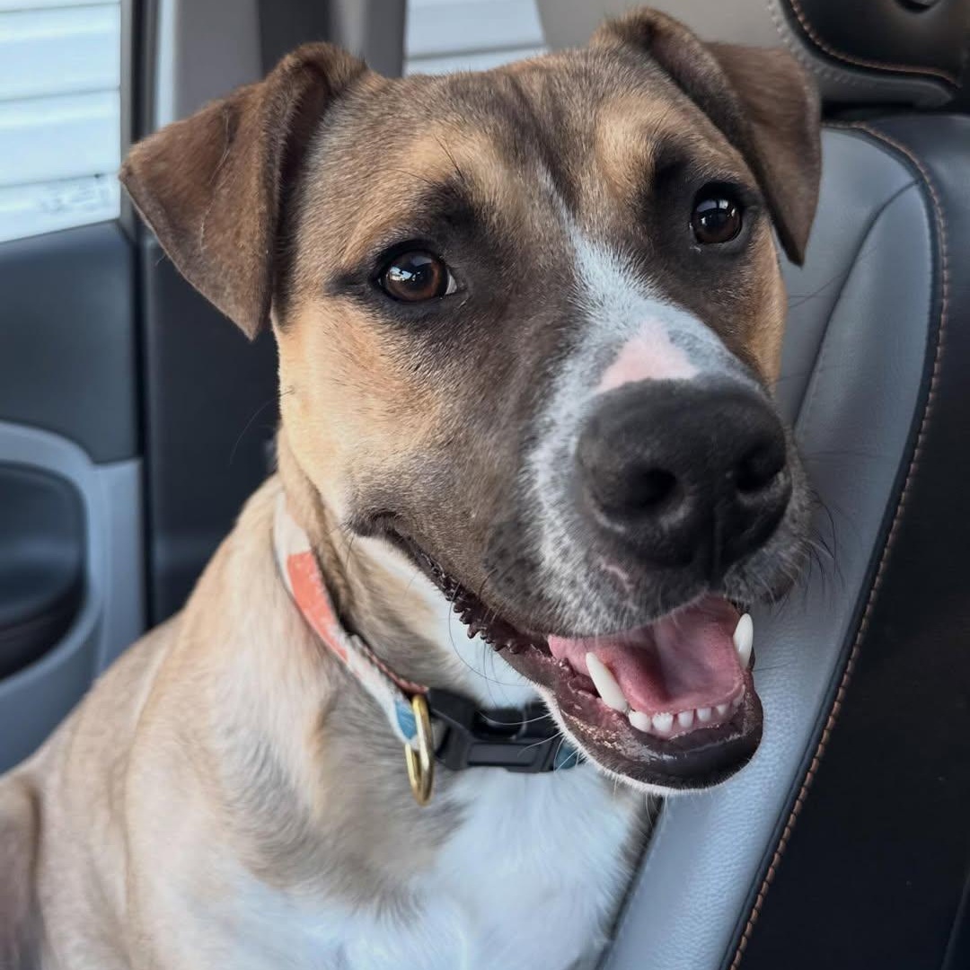 Suki, an adopted mixed breed in Detroit, MI image 1/6