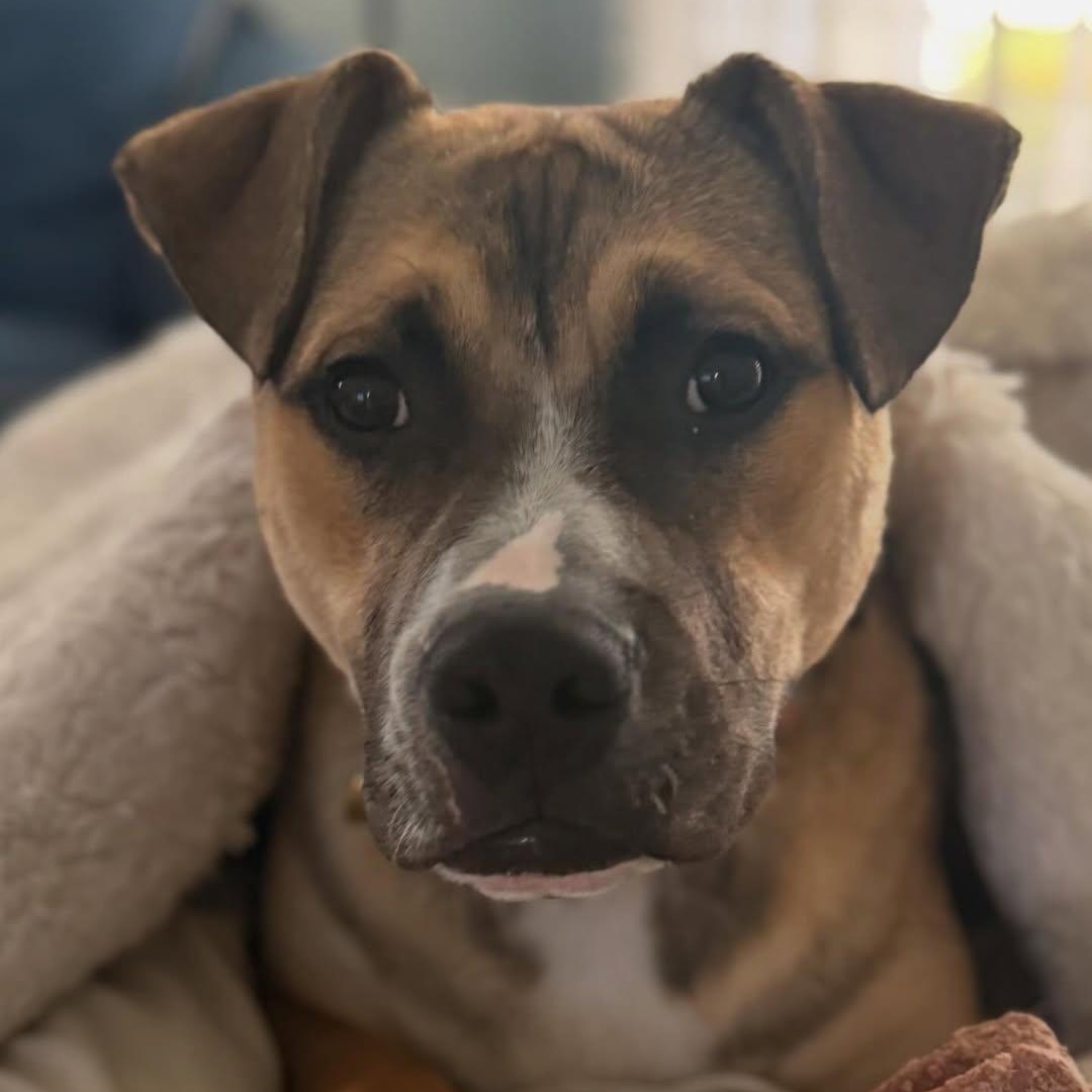 Suki, an adopted mixed breed in Detroit, MI image 2/6