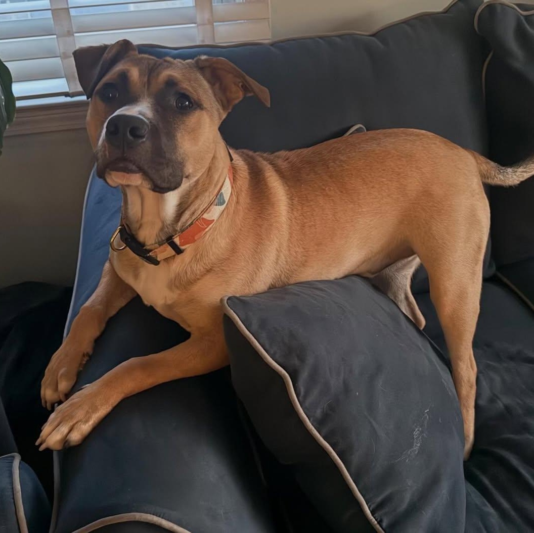 Suki, an adopted mixed breed in Detroit, MI image 4/6