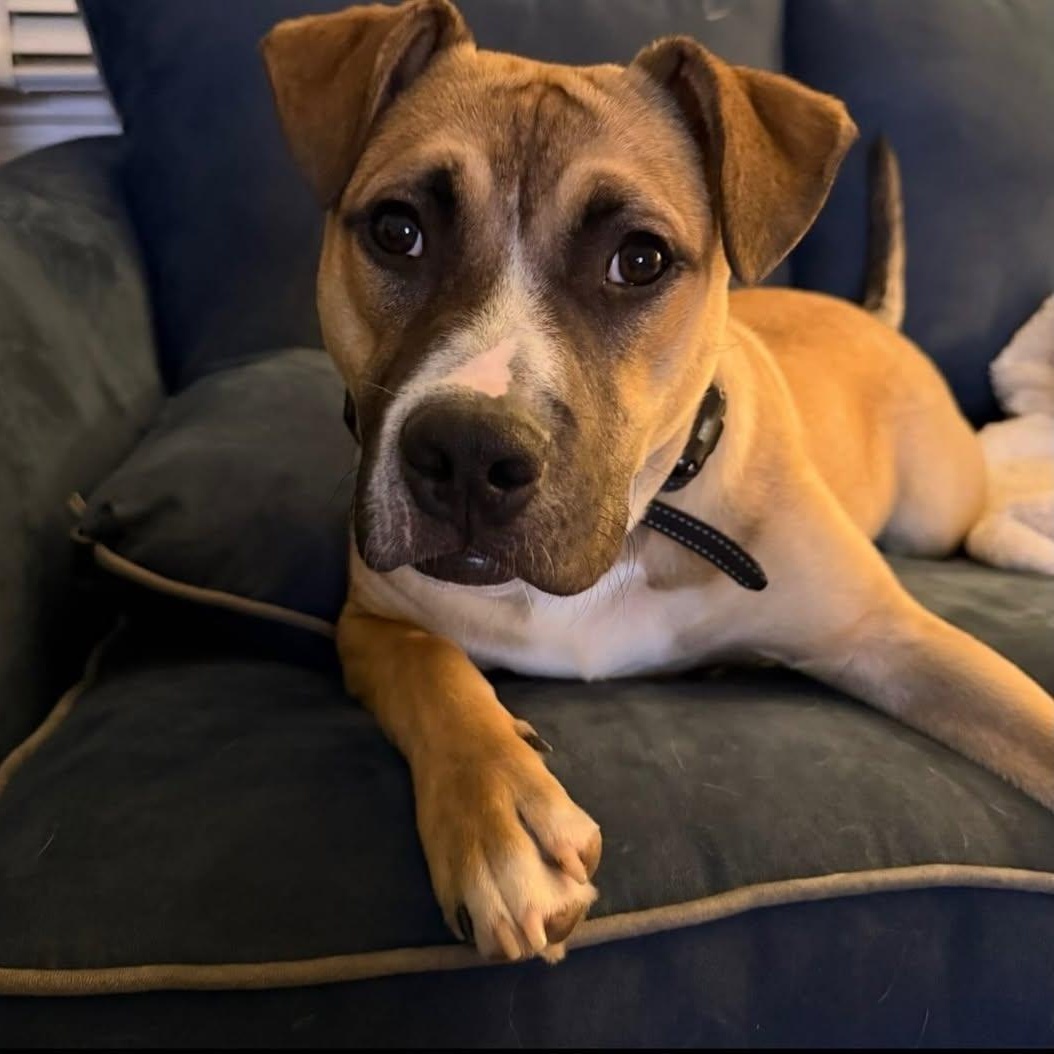 Suki, an adopted mixed breed in Detroit, MI image 3/6