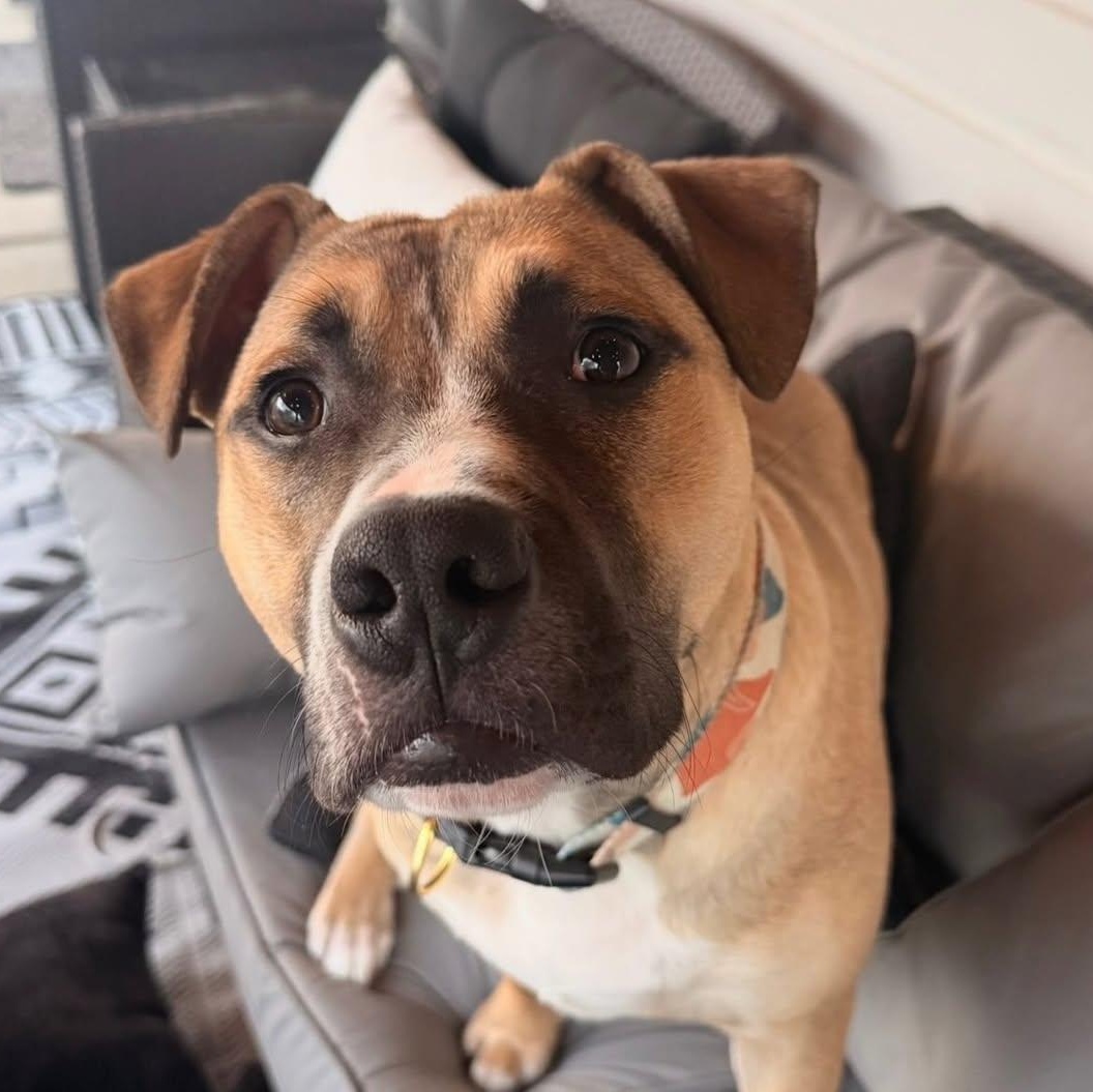 Suki, an adopted mixed breed in Detroit, MI image 5/6