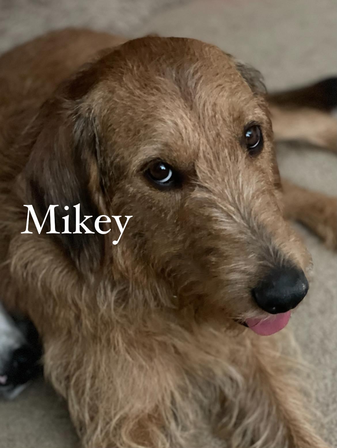 Mikey, Young Male Terrier