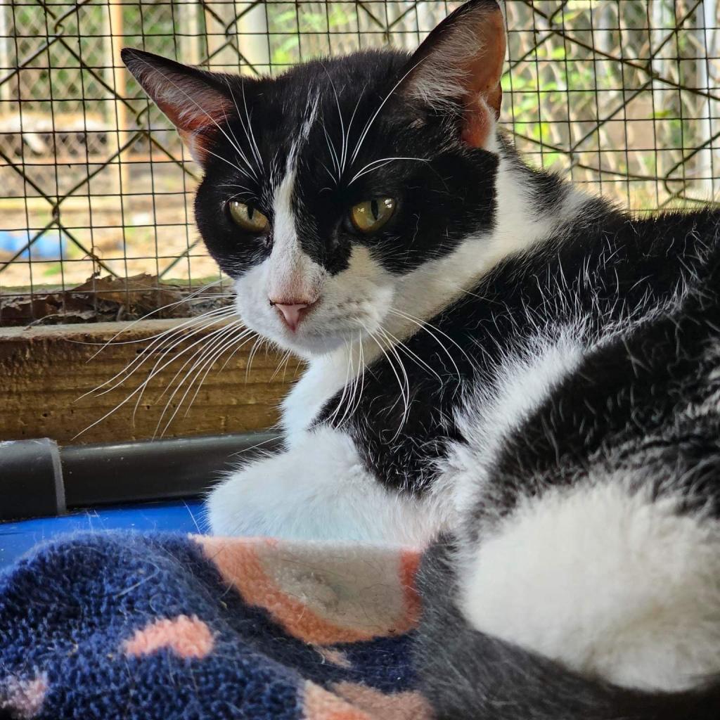 Enlarge Onyx, a Adoptable Domestic Short Hair in Enterprise, AL image 1/1