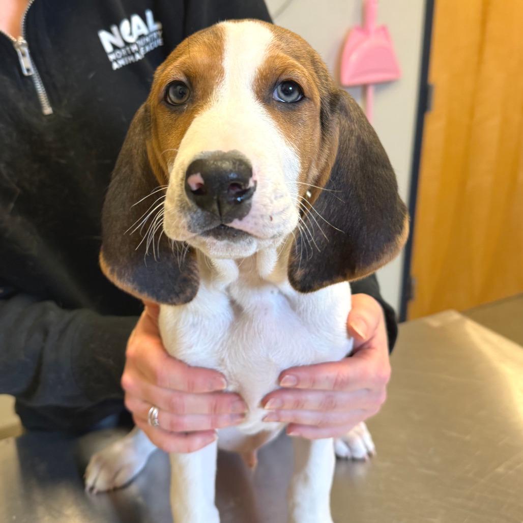Timber - in Foster, Adoptable, Puppy Male Mixed Breed.