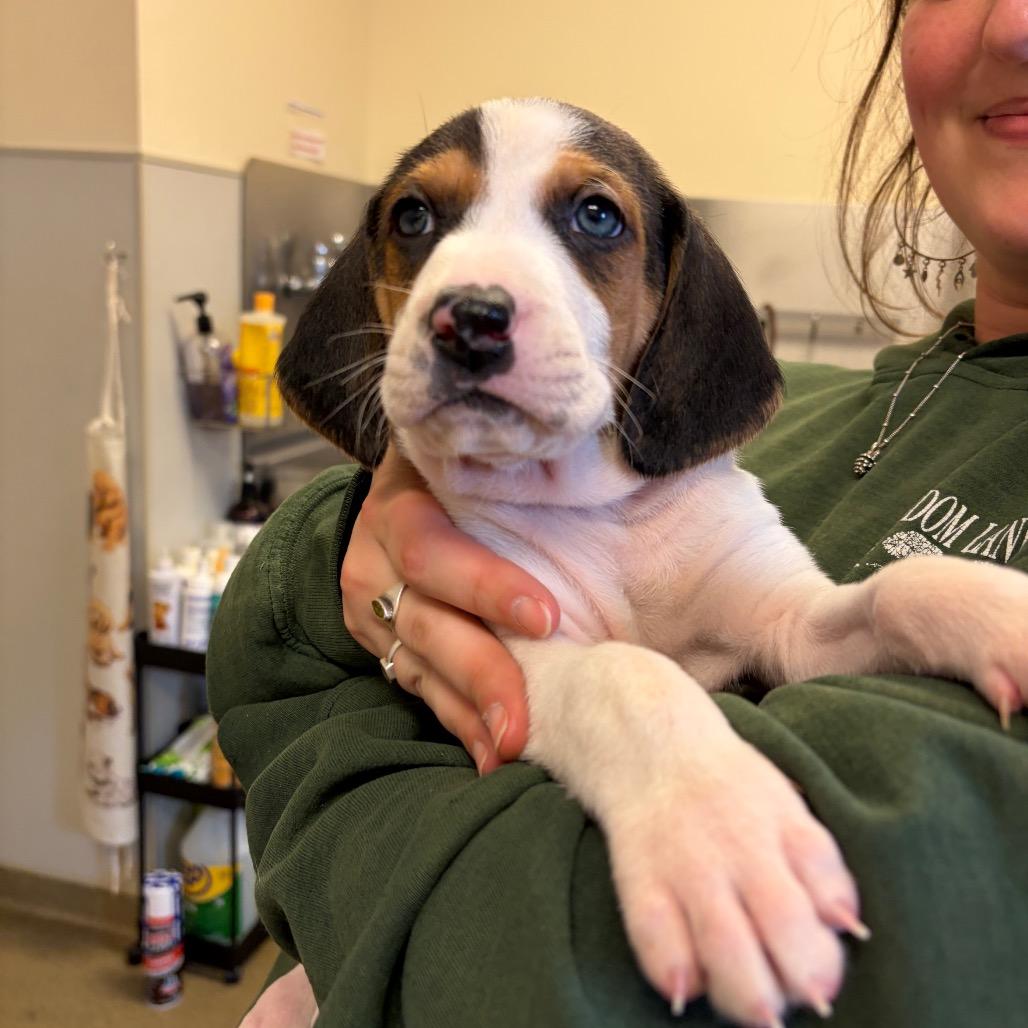 Enlarge Timber - in Foster, a Adoptable Mixed Breed in Morrisville, VT image 2/5