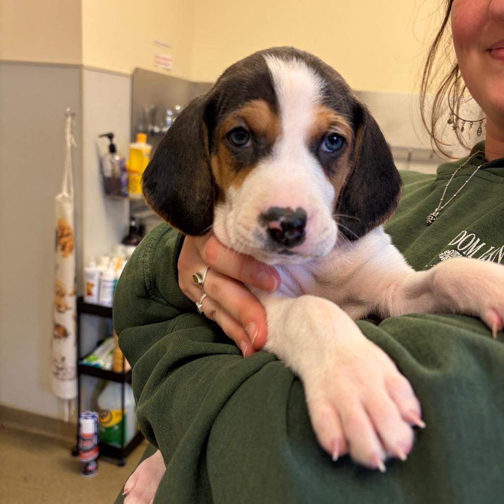 Enlarge Timber - in Foster, a Adoptable Mixed Breed in Morrisville, VT image 3/5