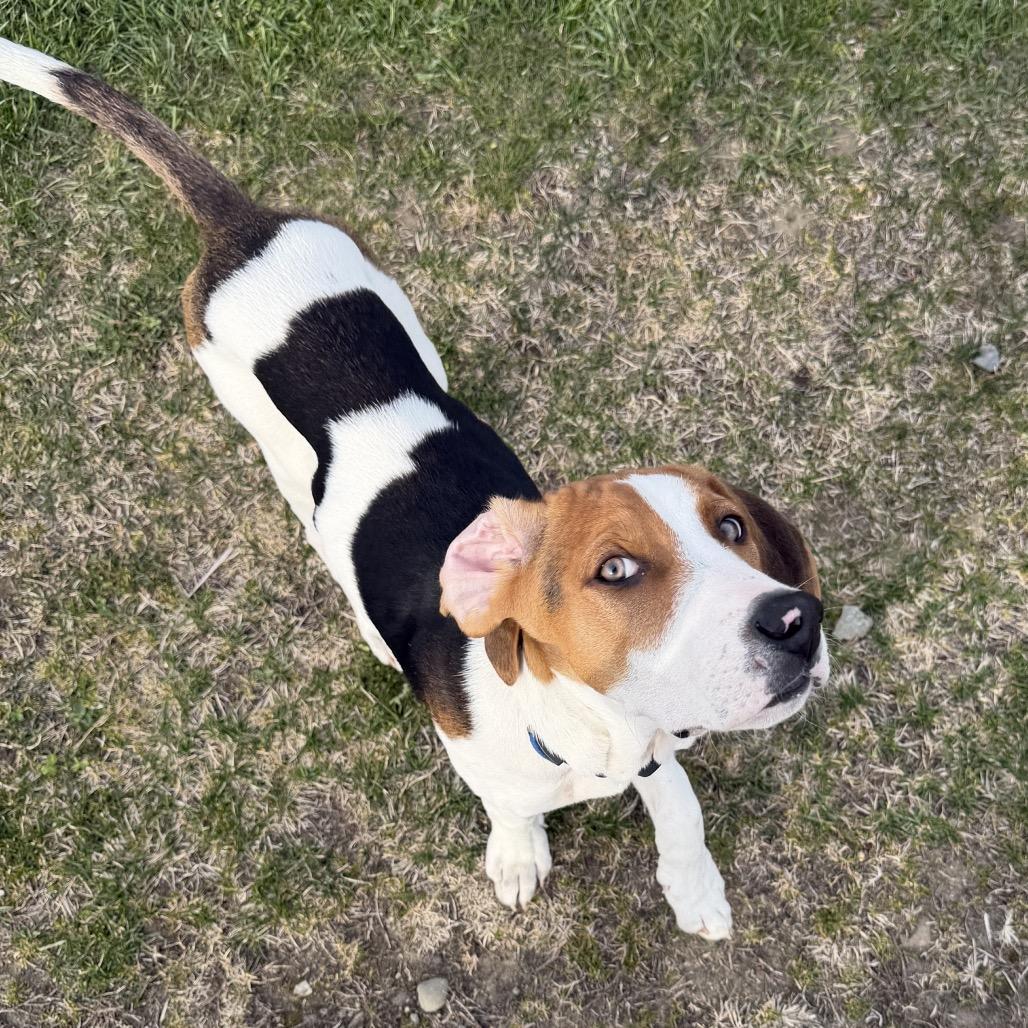 Enlarge Timber - in Foster, a Adoptable Mixed Breed in Morrisville, VT image 4/5