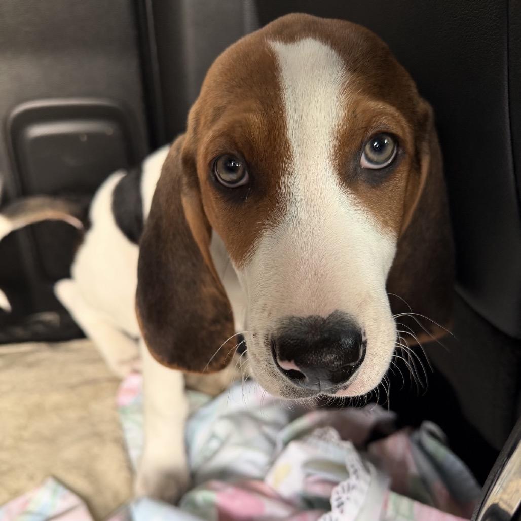 Enlarge Timber - in Foster, a Adoptable Mixed Breed in Morrisville, VT image 5/5