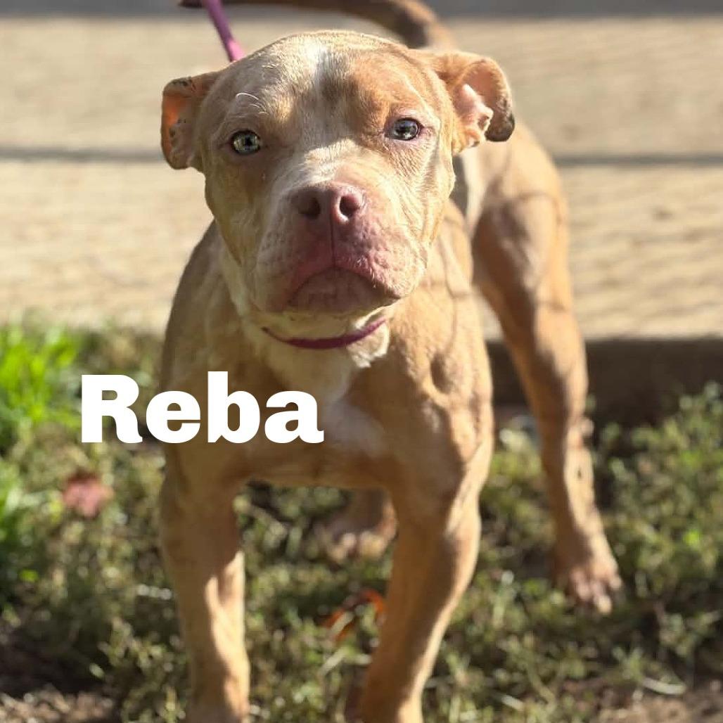 Enlarge Reba 260726, a Adoptable Mixed Breed in Escanaba, MI image 1/1