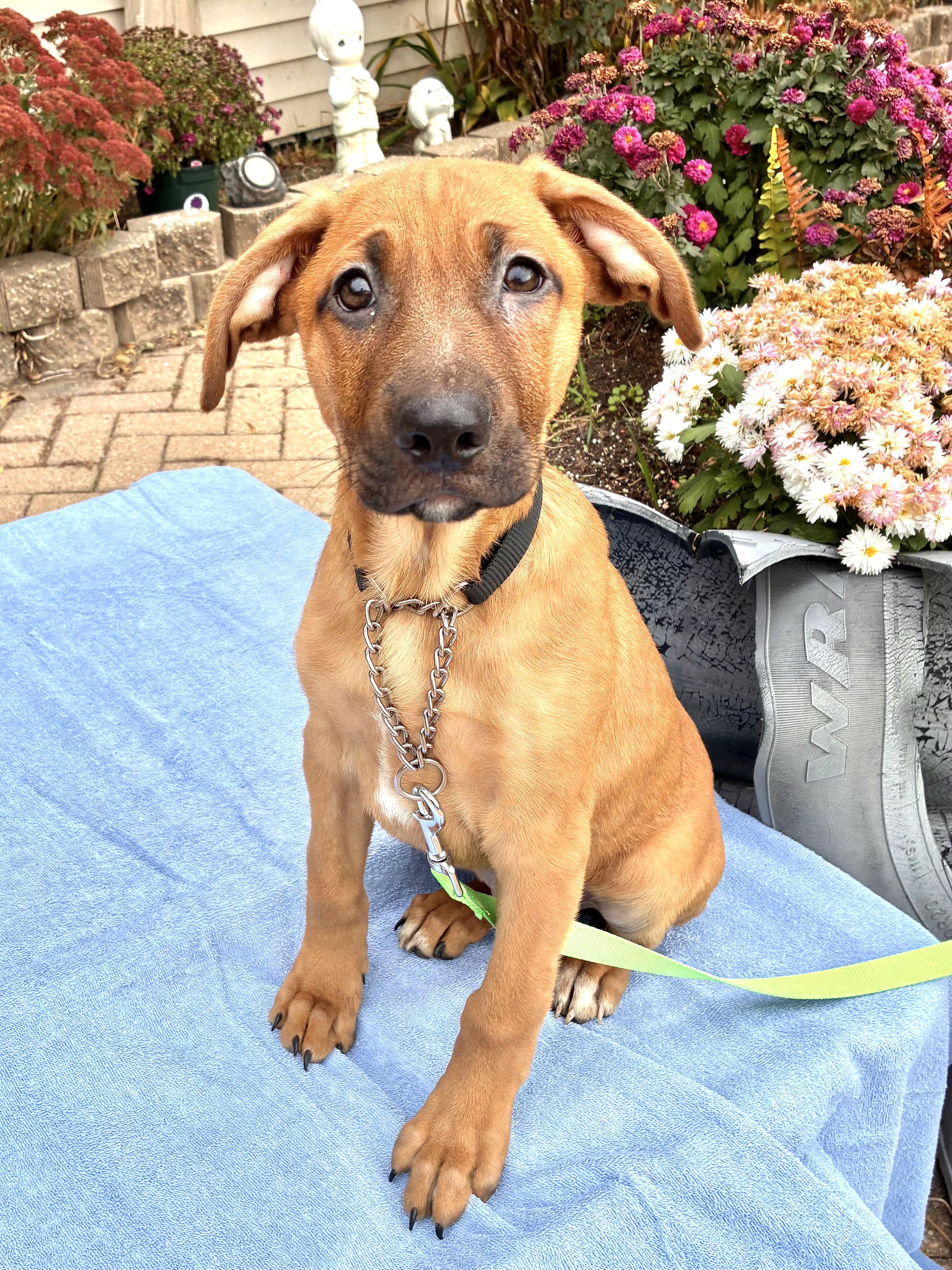 Enlarge Balard, a Adoptable mixed breed in West Chicago, IL image 1/3