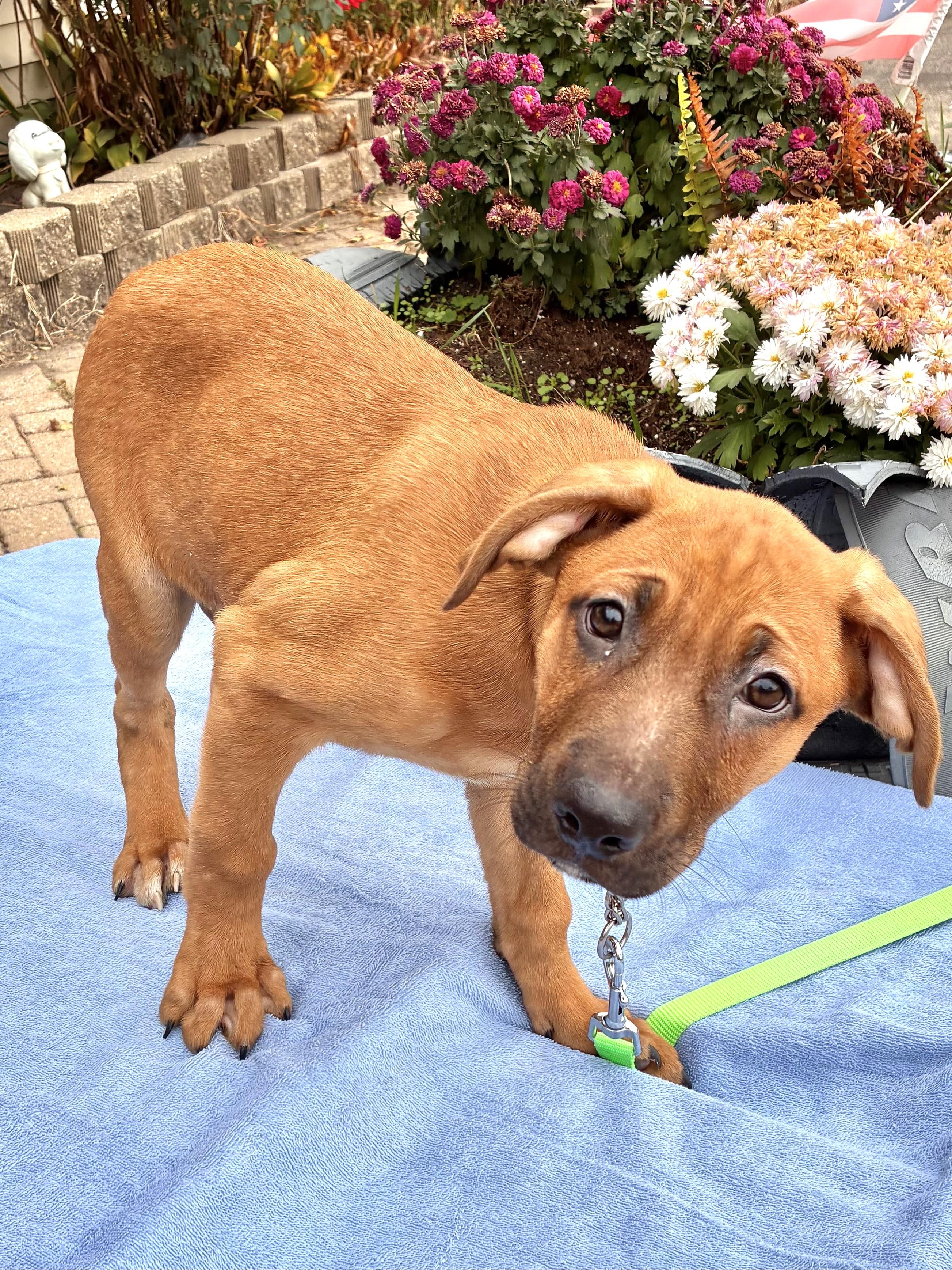 Enlarge Balard, a Adoptable mixed breed in West Chicago, IL image 2/3