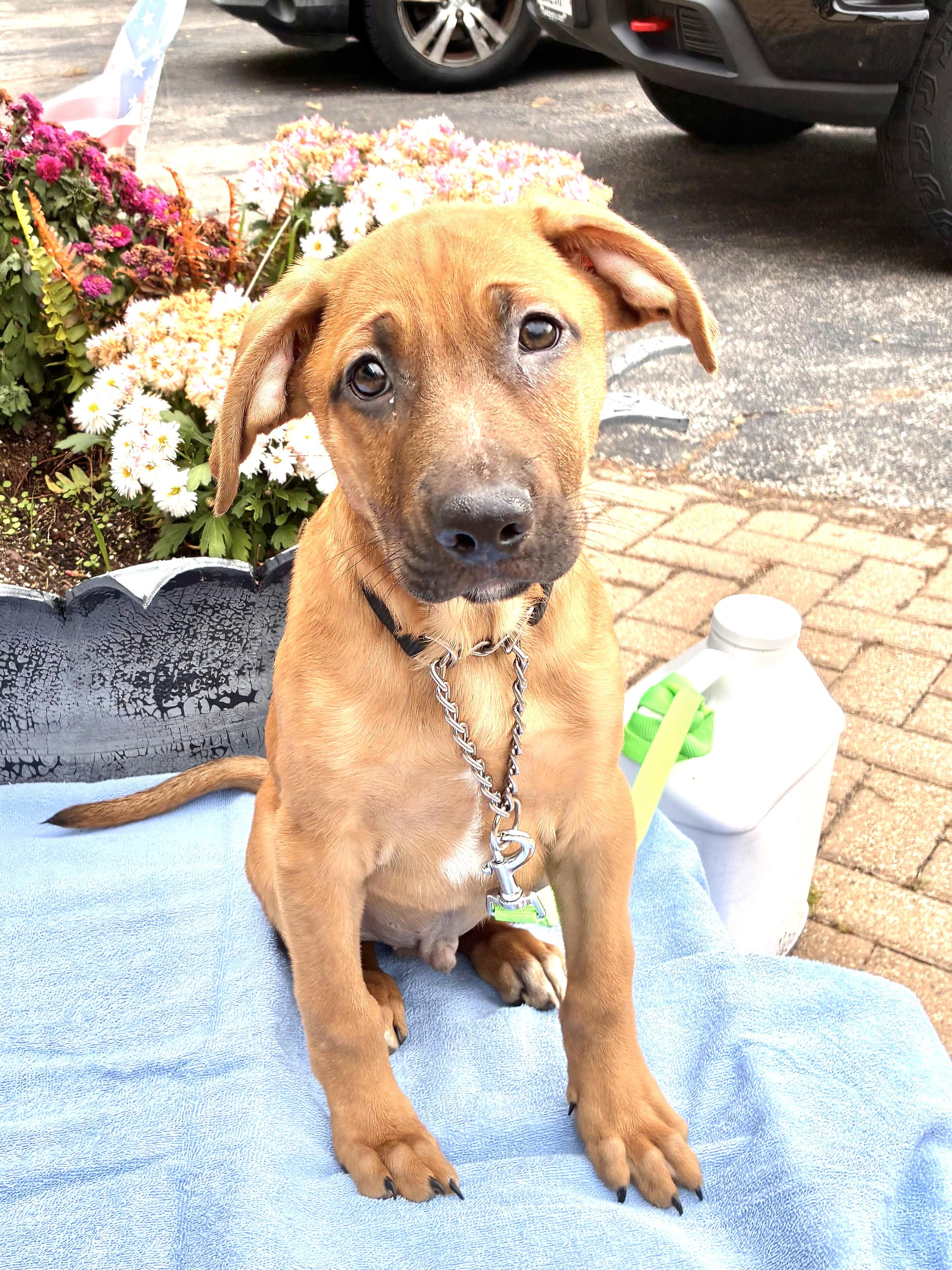 Balard, Adoptable, Puppy Male Carolina Dog.