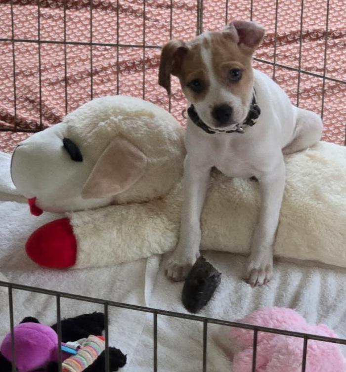 Theo, ADOPTABLE, Young Male Terrier.