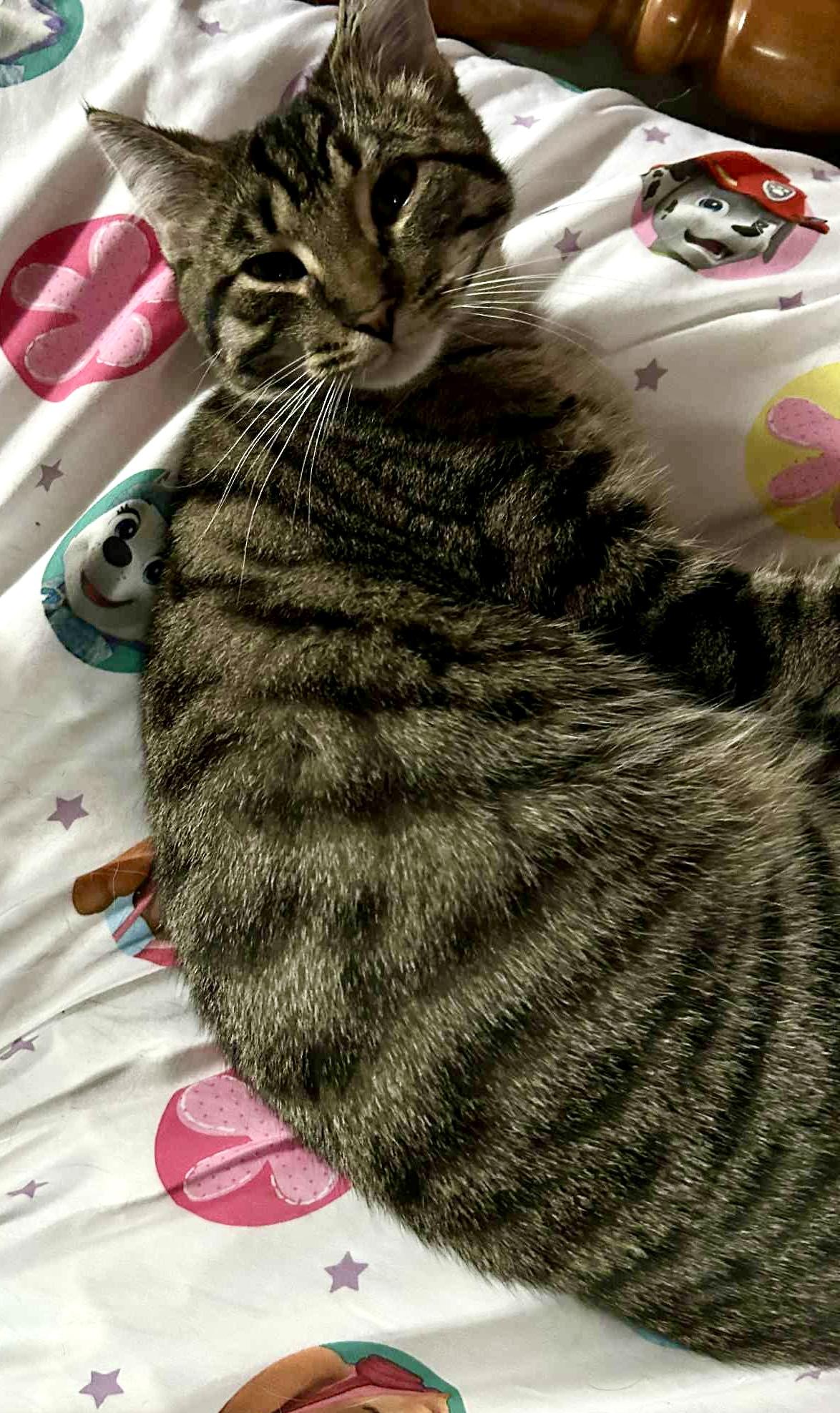 Enlarge JEGAN, a Adoptable Tabby in Delhi, ON image 4/6