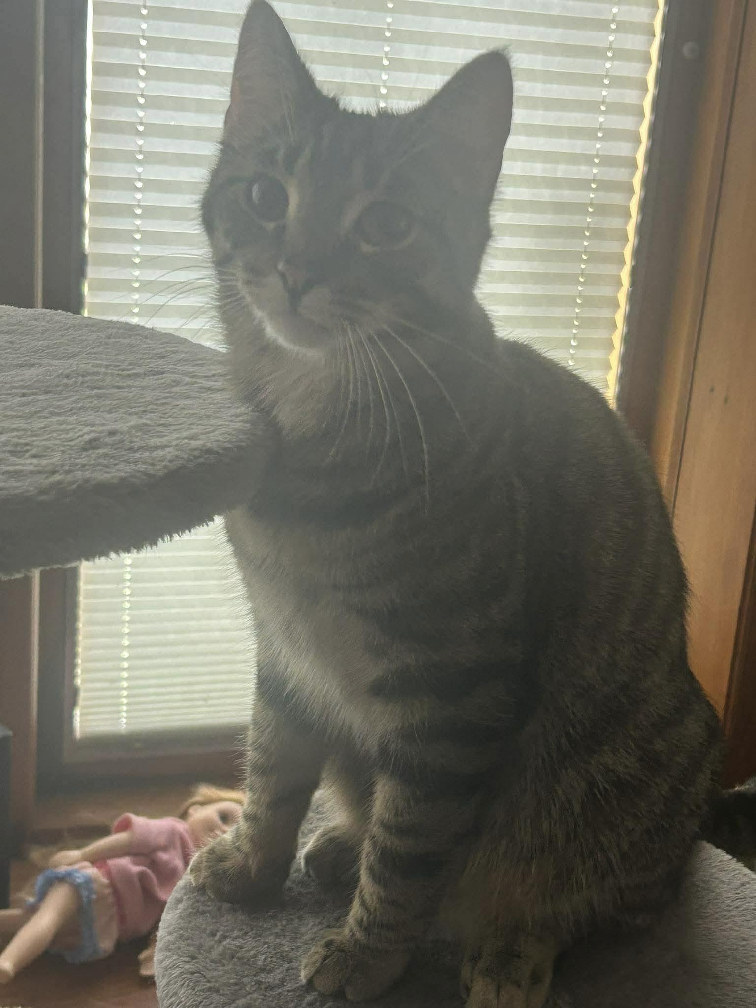 Enlarge JEGAN, a Adoptable Tabby in Delhi, ON image 6/6