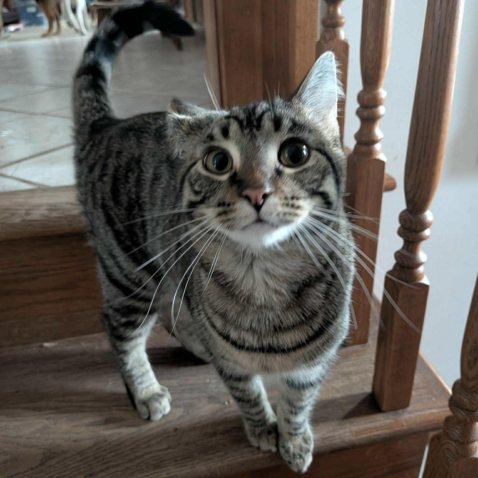 Enlarge JEGAN, a Adoptable Tabby in Delhi, ON image 2/6