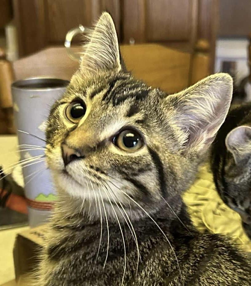 Enlarge JEGAN, a Adoptable Tabby in Delhi, ON image 3/6