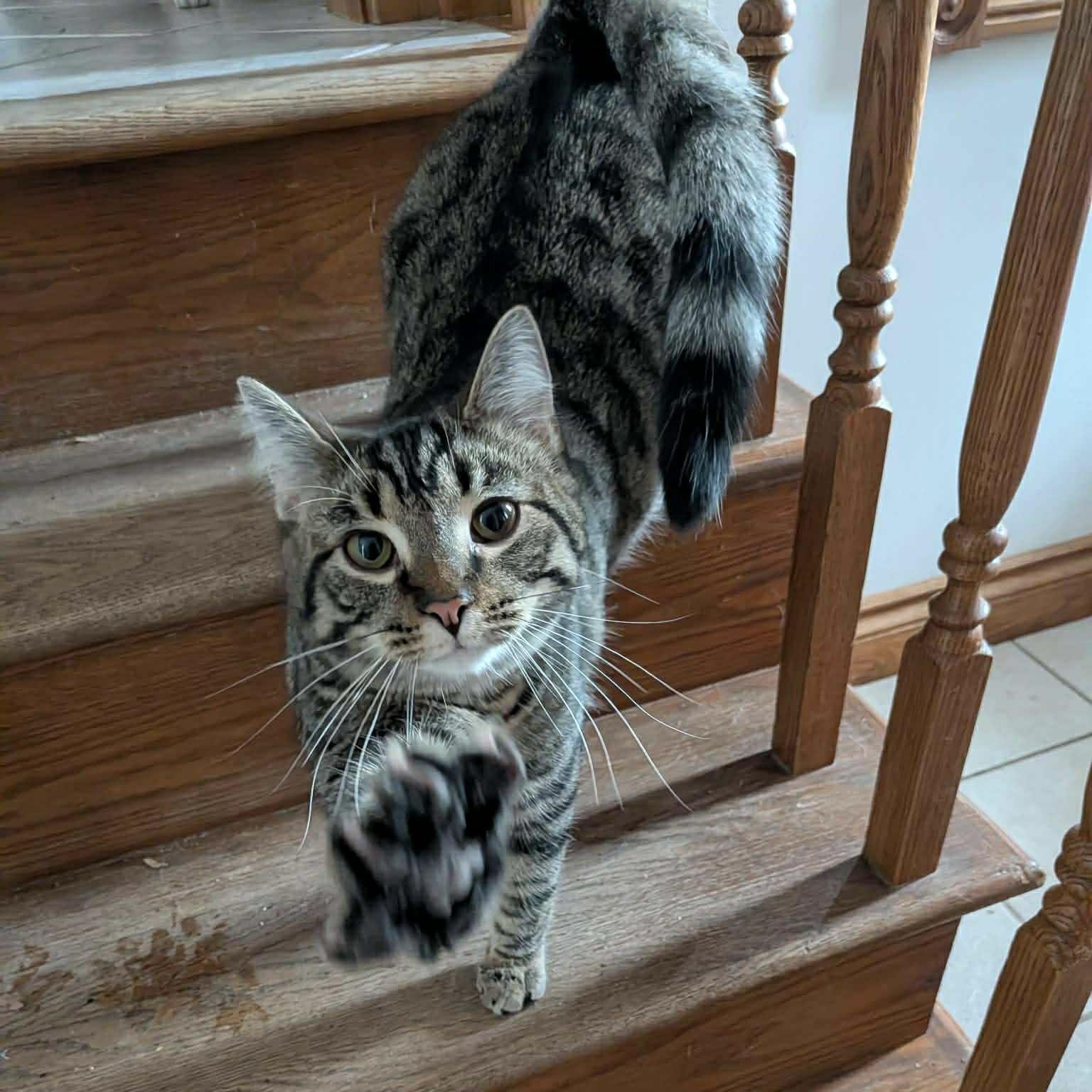 Enlarge JEGAN, a Adoptable Tabby in Delhi, ON image 1/6