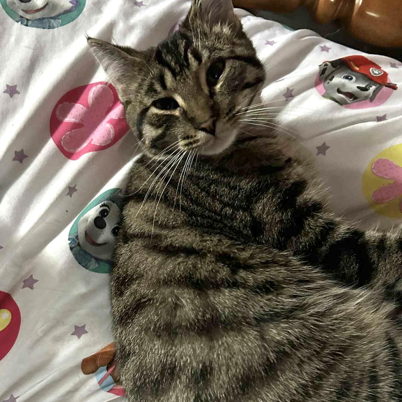 Enlarge JEGAN, a Adoptable Tabby in Delhi, ON image 6/6