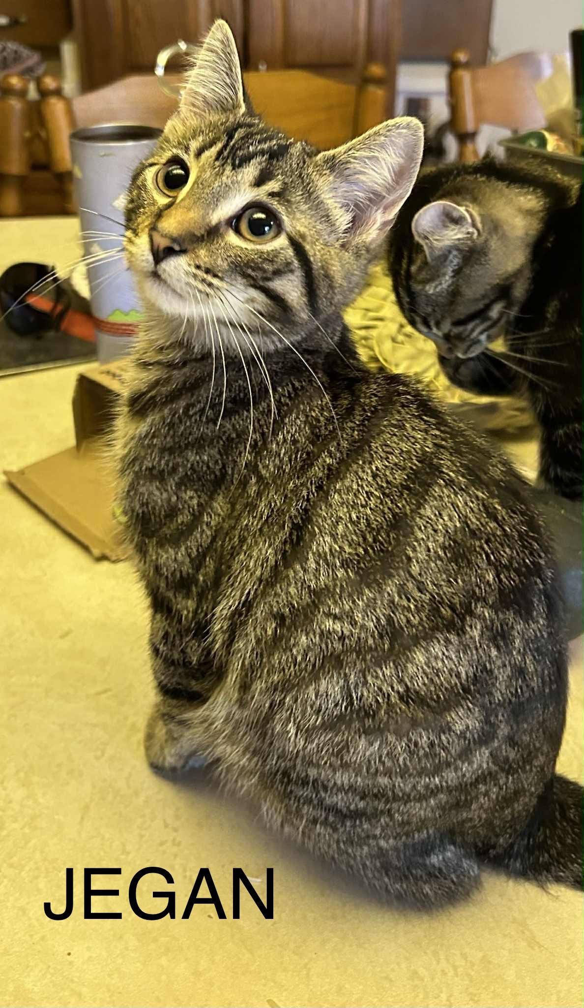 Enlarge JEGAN, a Adoptable Tabby in Delhi, ON image 5/6