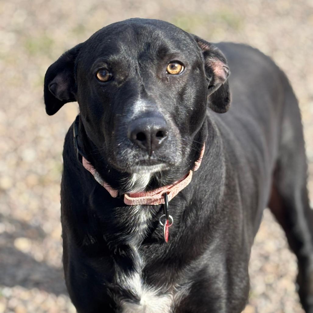 Onyx, Adoptable, Adult Male Mixed Breed.