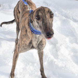 Enlarge BASIL HAYDEN, a Adoptable Greyhound in grandville, MI image 1/1