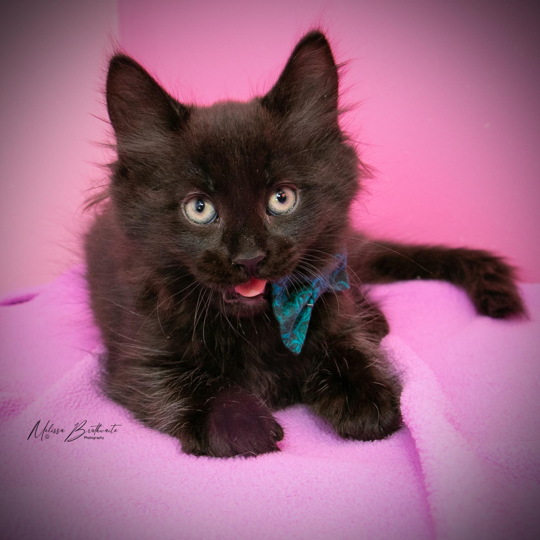 Enlarge Gomez, a Adoptable Domestic Medium Hair in Calgary, AB image 4/4