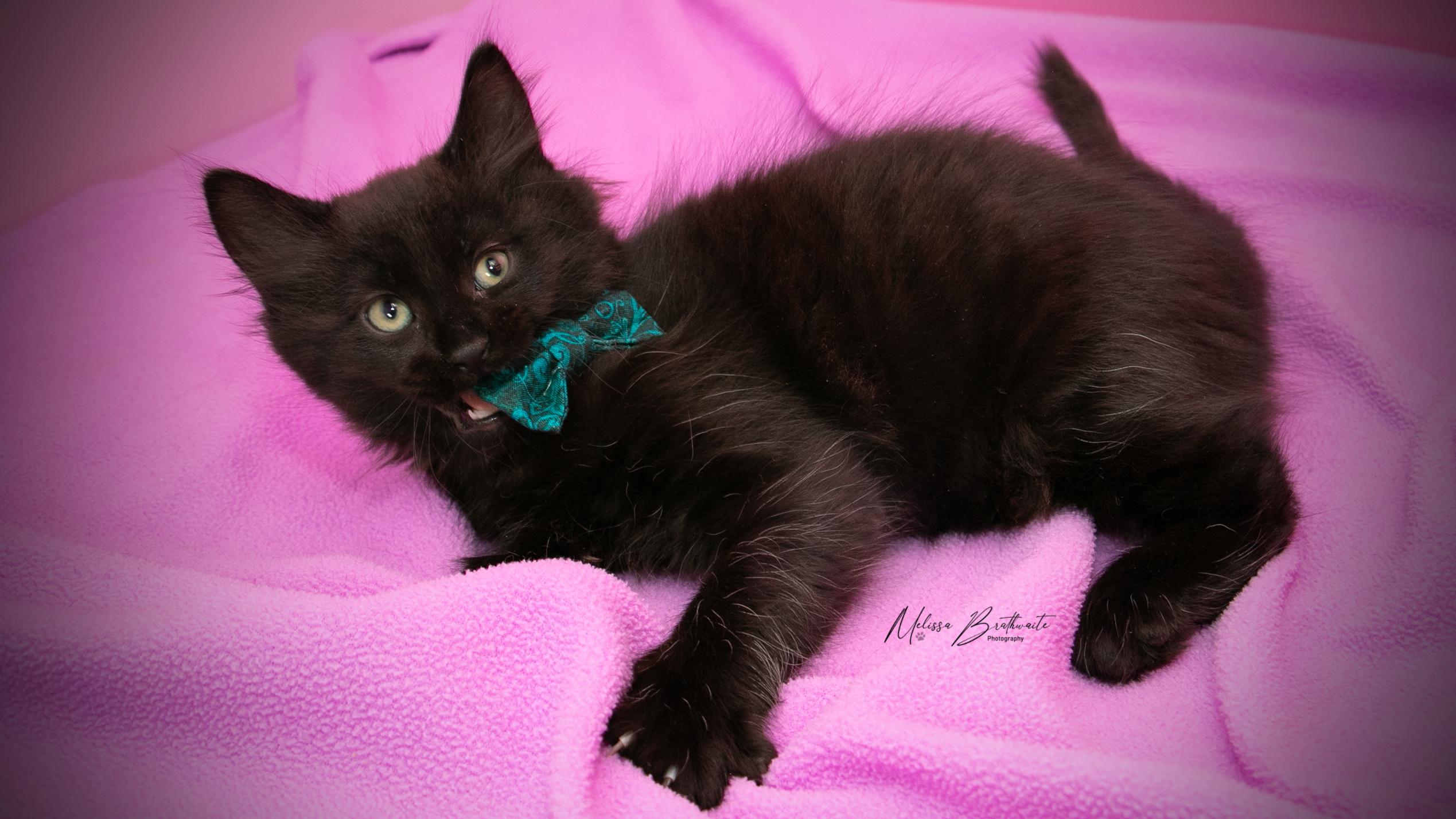 Enlarge Gomez, a Adoptable Domestic Medium Hair in Calgary, AB image 3/4