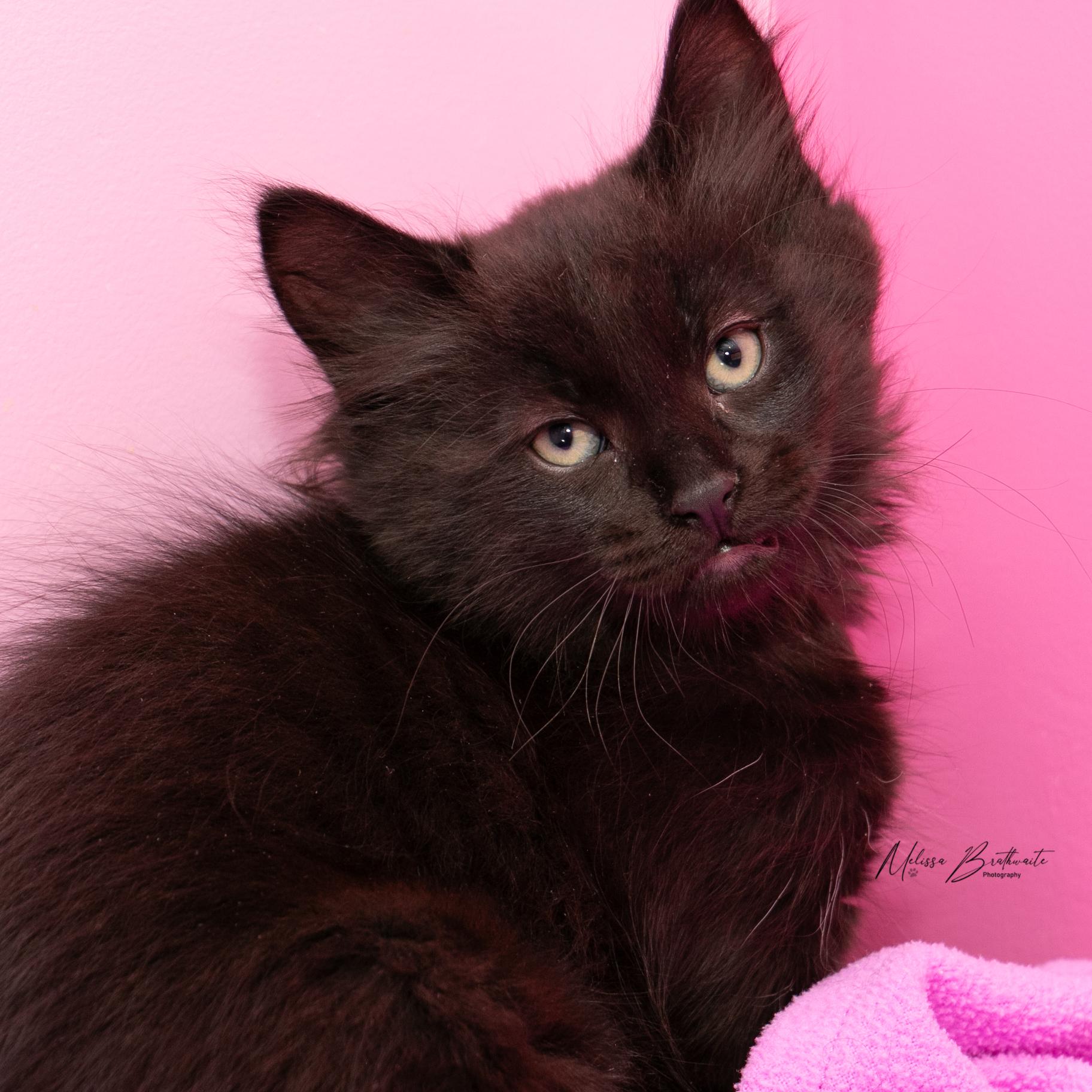 Enlarge Gomez, a Adoptable Domestic Medium Hair in Calgary, AB image 2/4