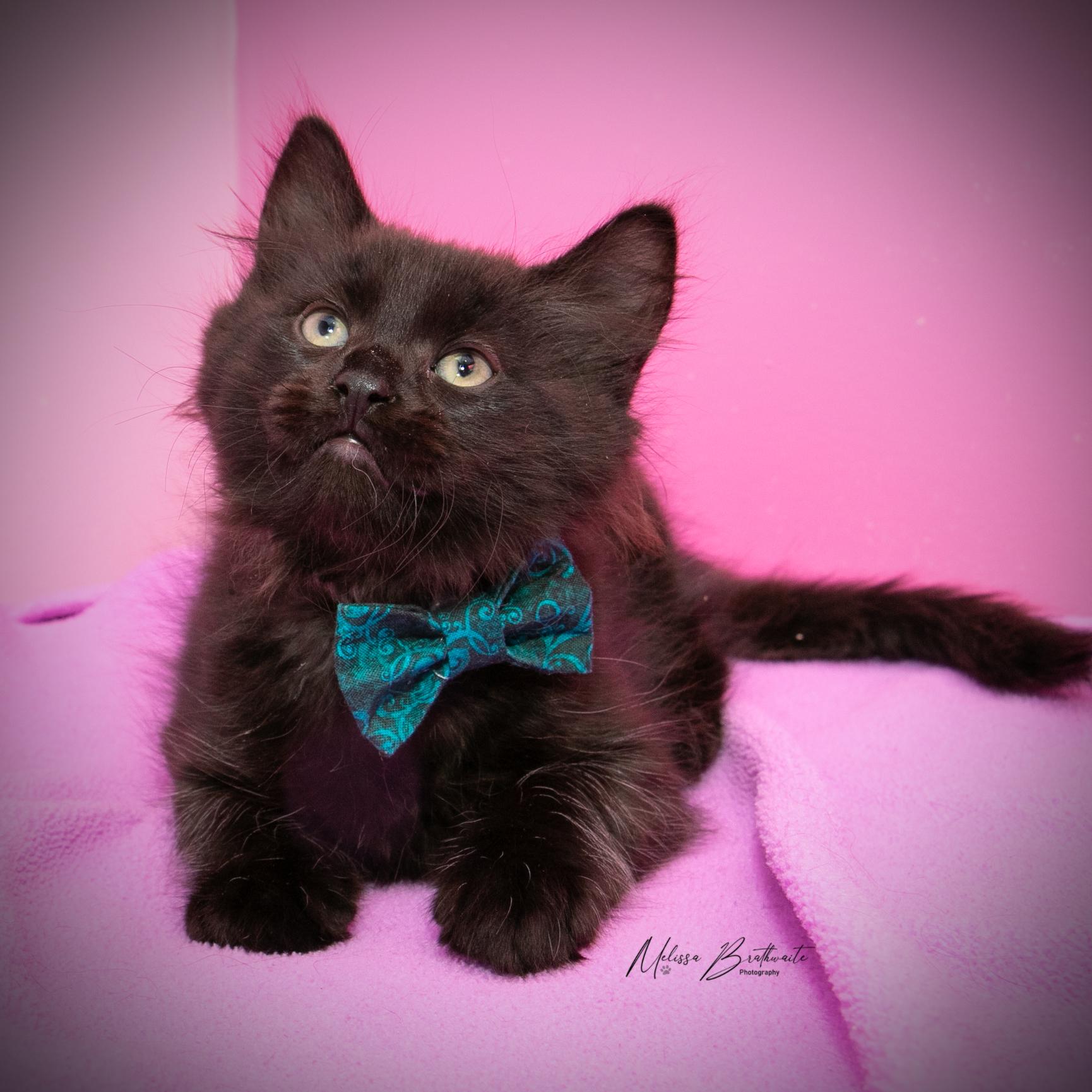 Enlarge Gomez, a Adoptable Domestic Medium Hair in Calgary, AB image 1/4