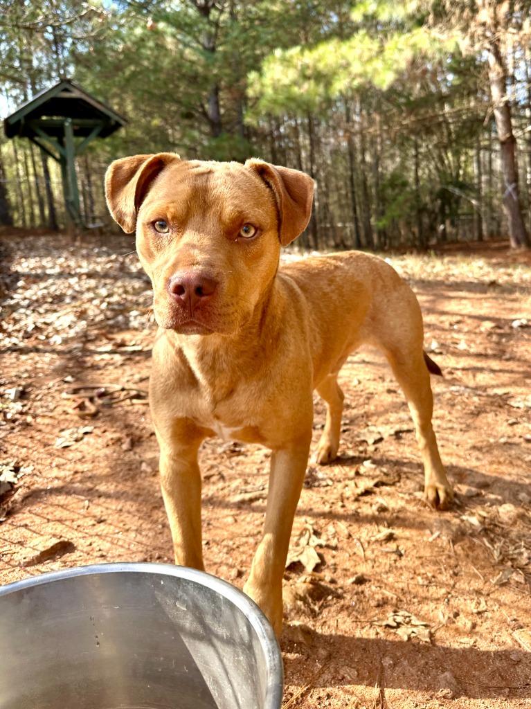 Hangman In Foster, a Adoptable Mixed Breed in Danielsville, GA image 1/3