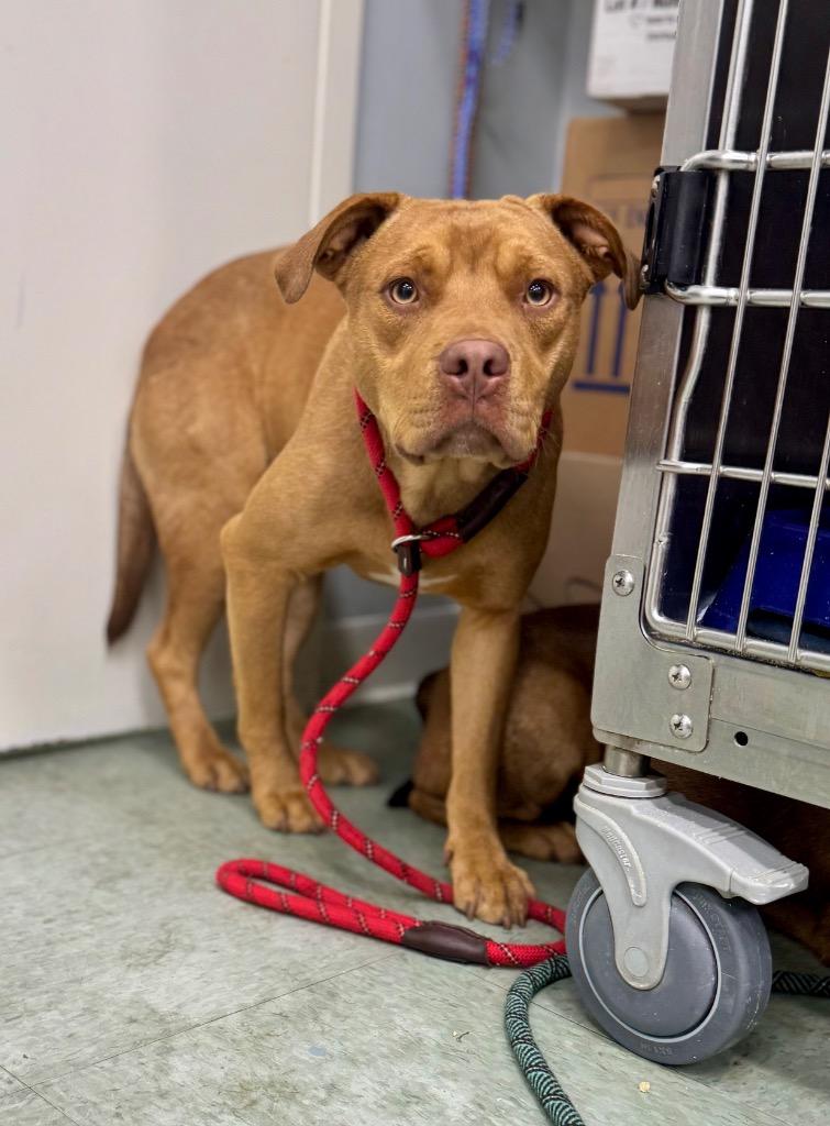 Hangman In Foster, a Adoptable Mixed Breed in Danielsville, GA image 3/3