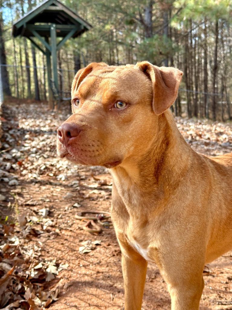 Enlarge Hangman/Luca In Foster, a Adoptable Mixed Breed in Danielsville, GA image 1/3