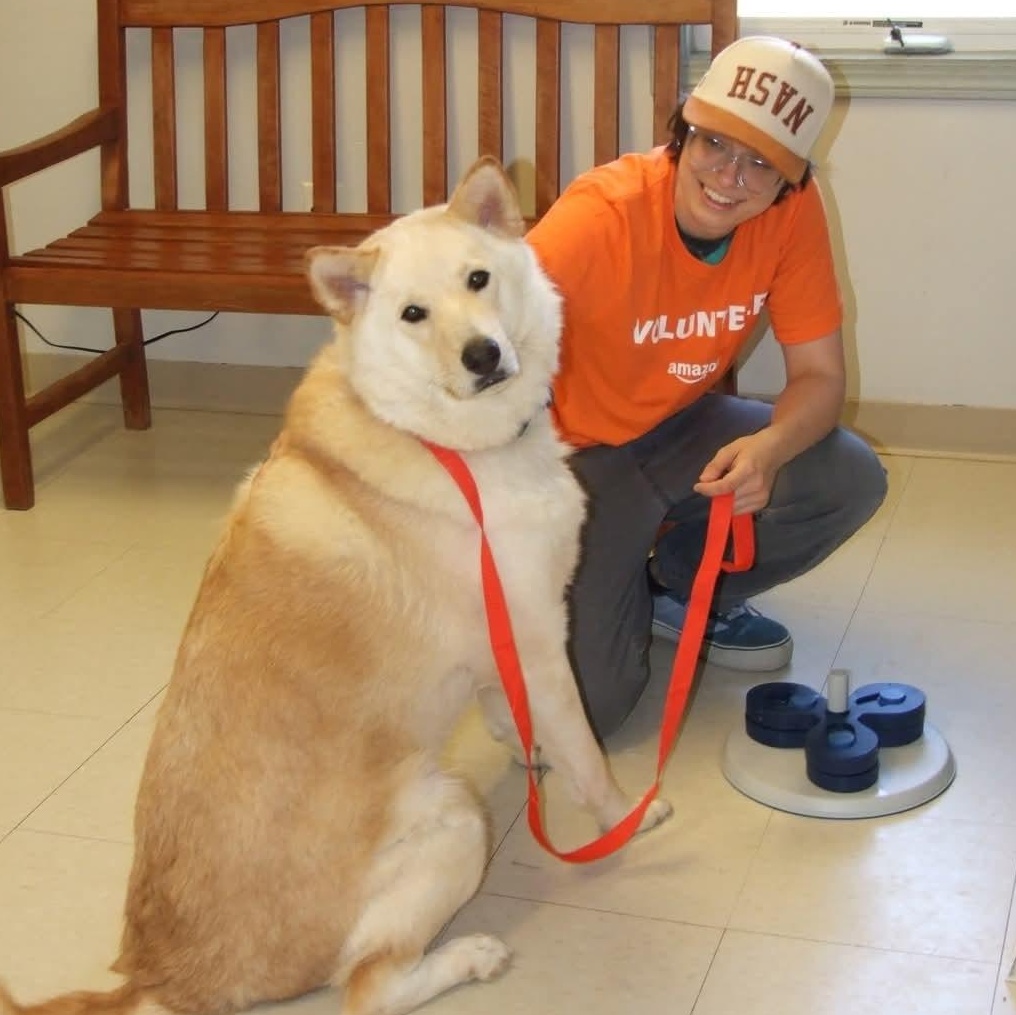 Minnow, Adoptable, Adult Male Husky.