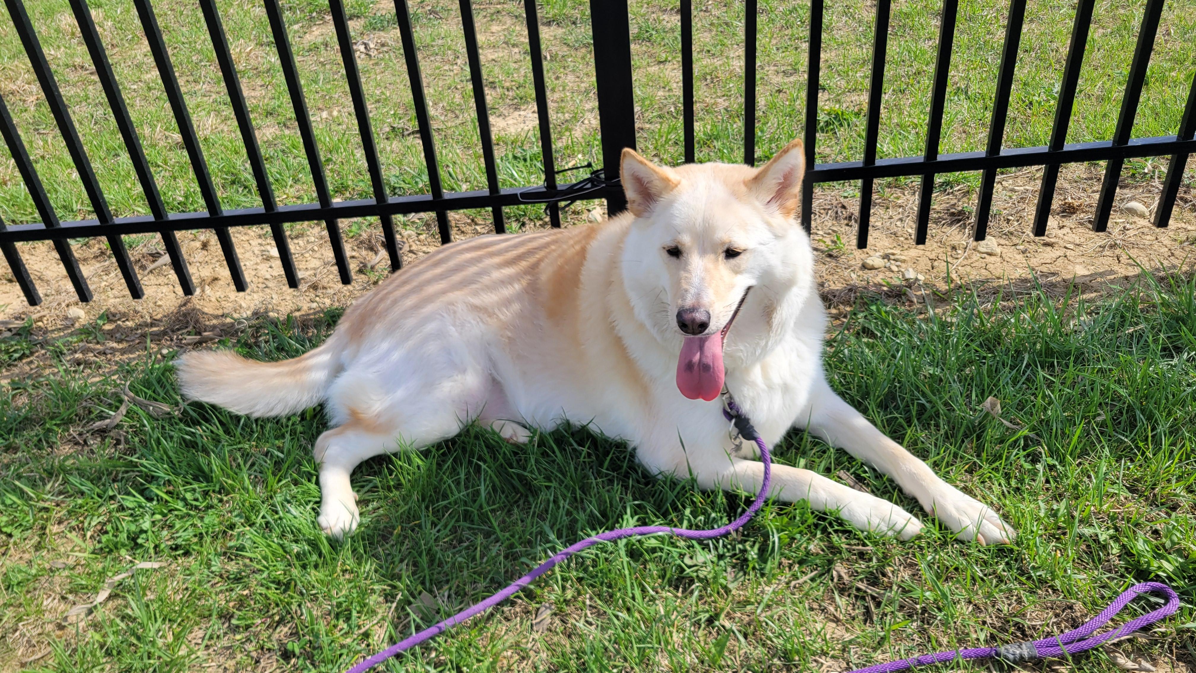 Minnow, a Adoptable Husky in West Jefferson, OH image 2/5