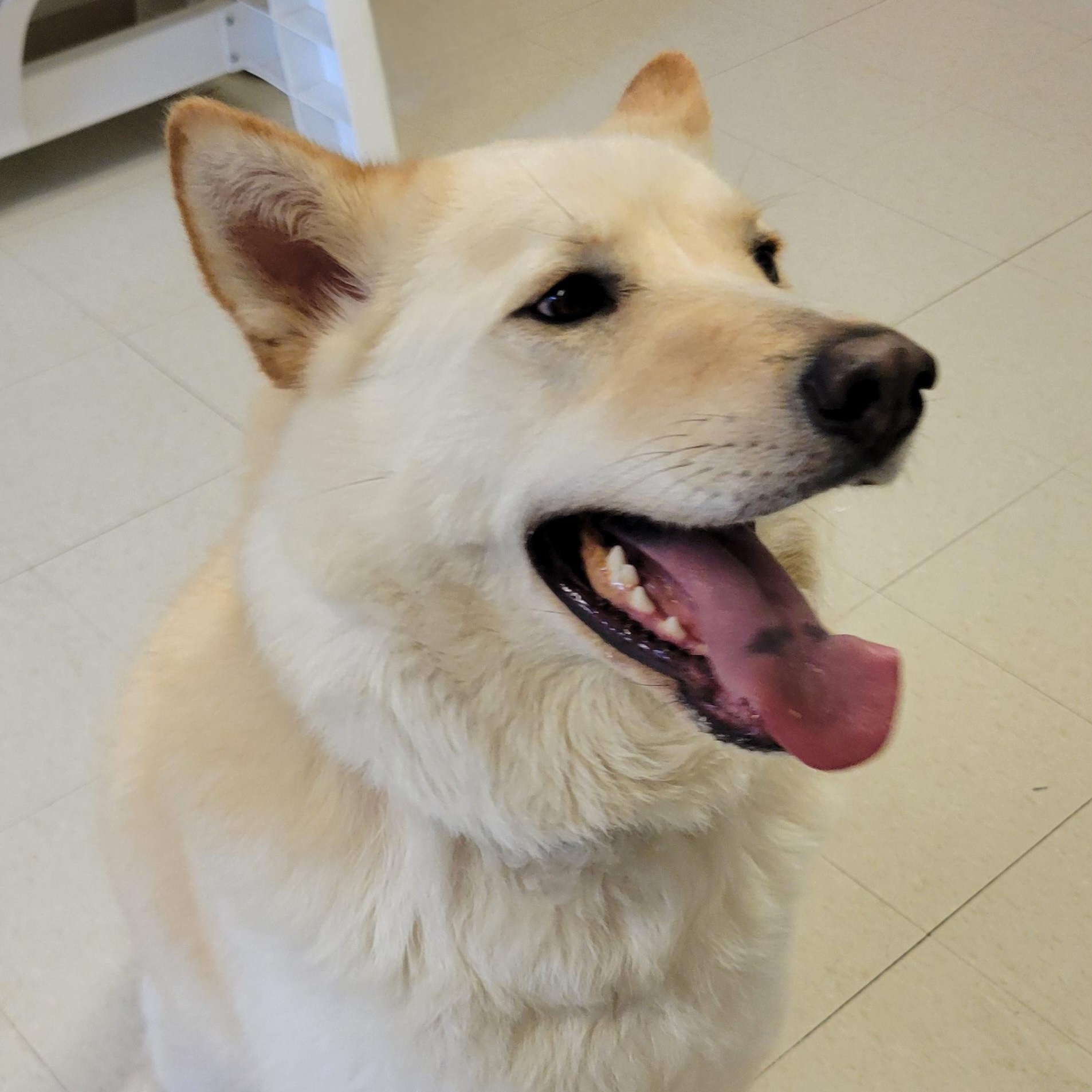 Minnow, a Adoptable Husky in West Jefferson, OH image 4/5