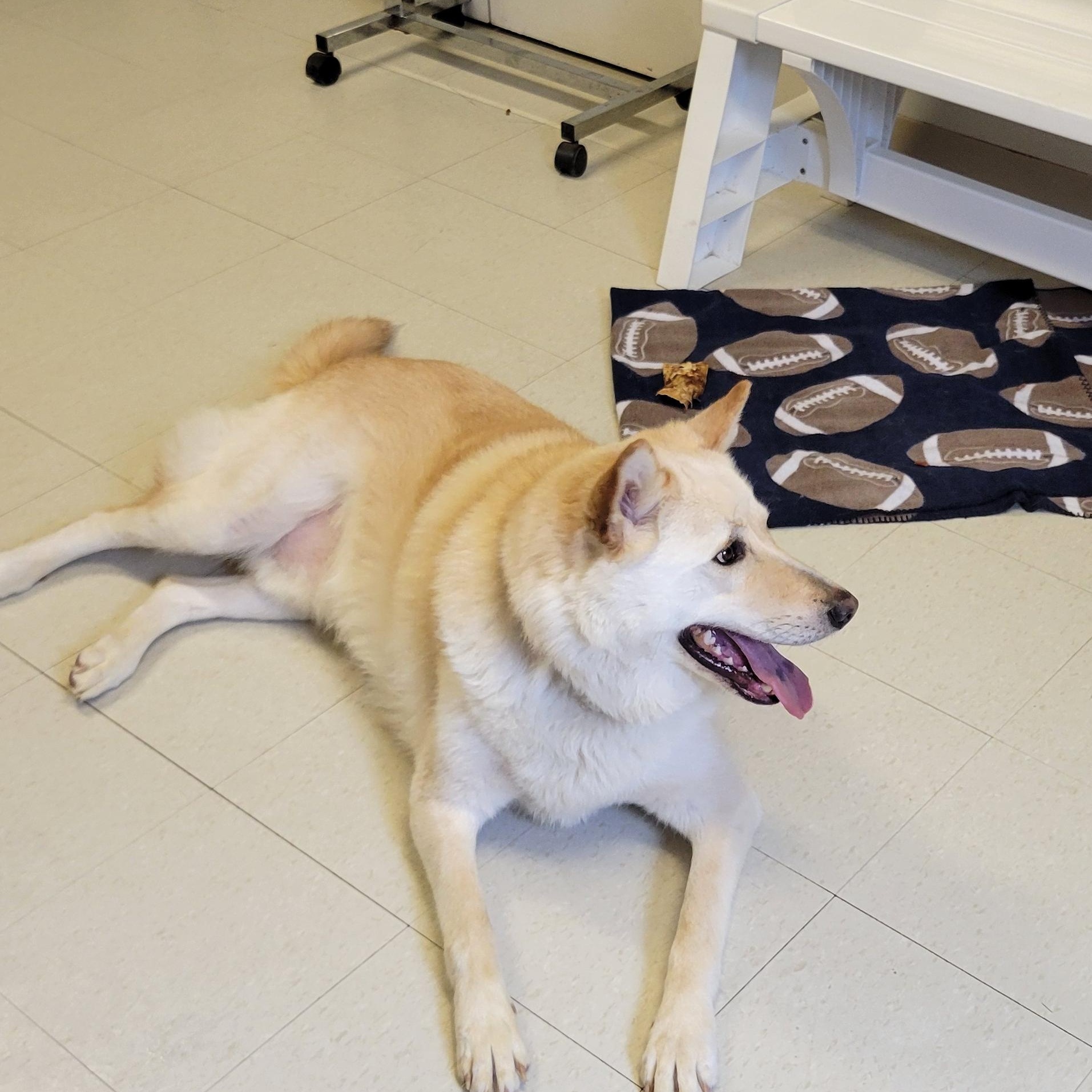 Minnow, a Adoptable Husky in West Jefferson, OH image 3/5