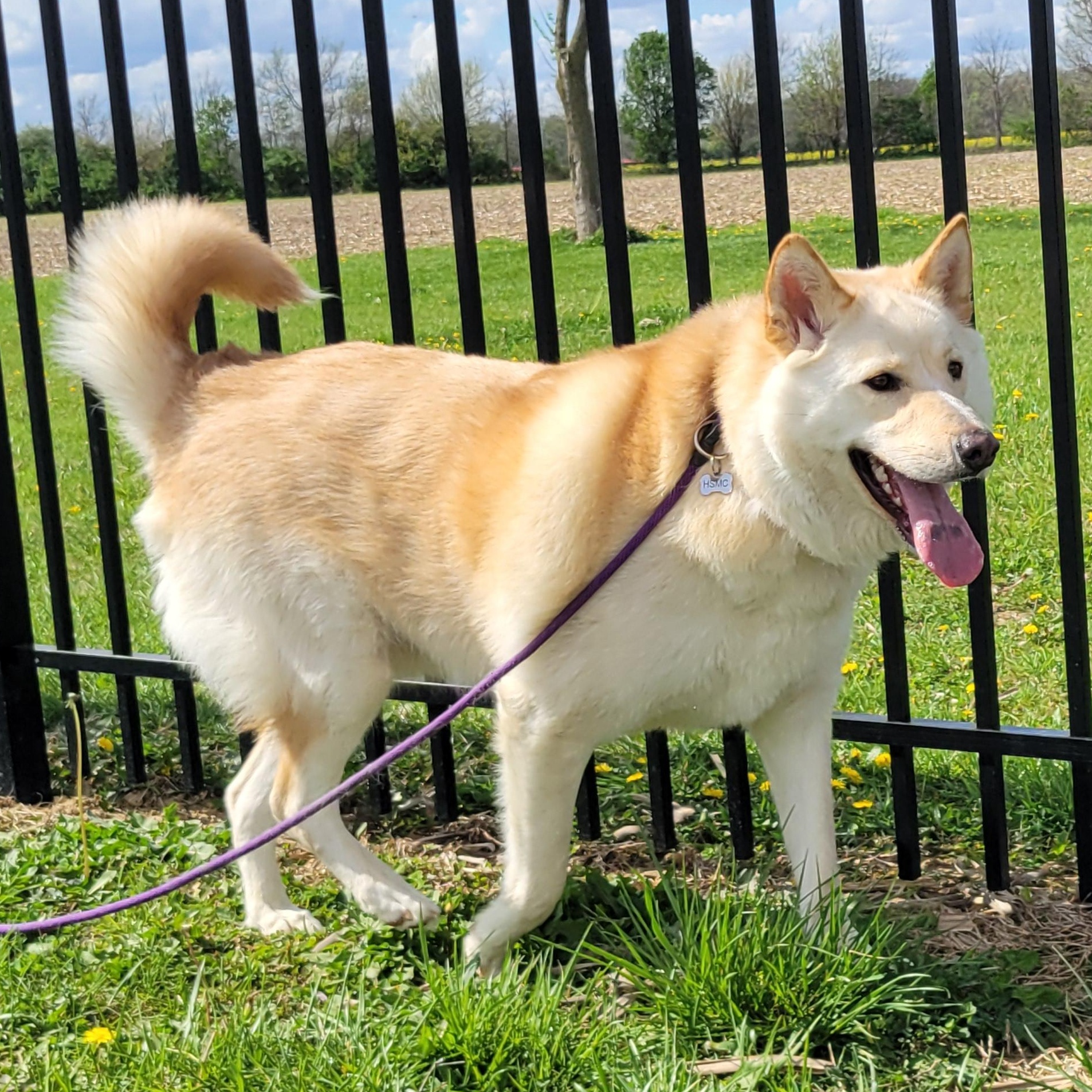 Minnow, Adoptable, Adult Male Husky.