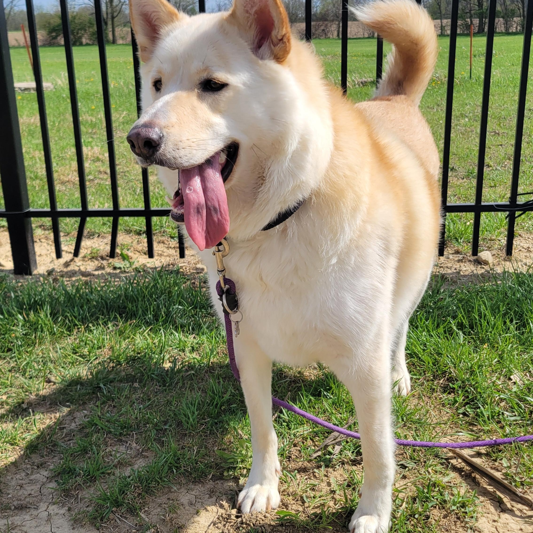 Minnow, a Adoptable Husky in West Jefferson, OH image 5/5
