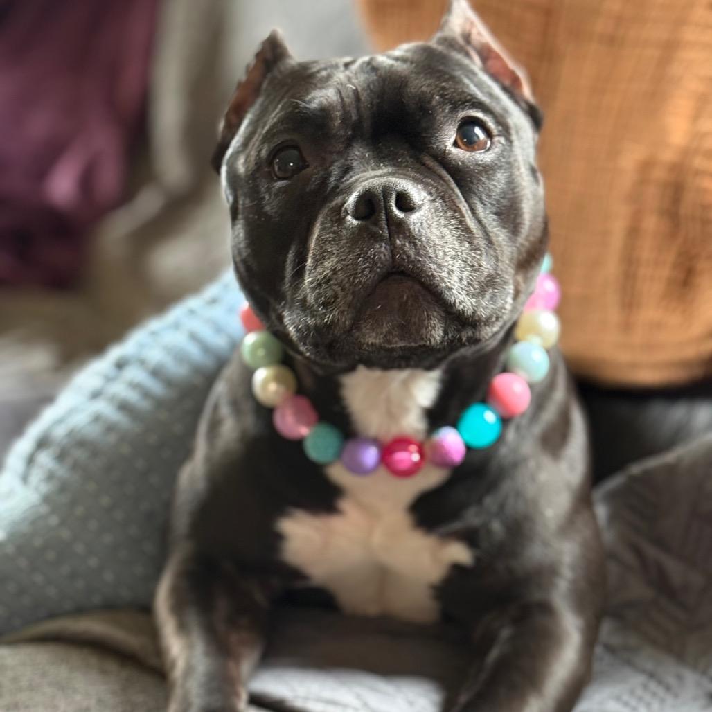 Hallie (Ivy Luv), Adoptable, Adult Female Pit Bull Terrier.