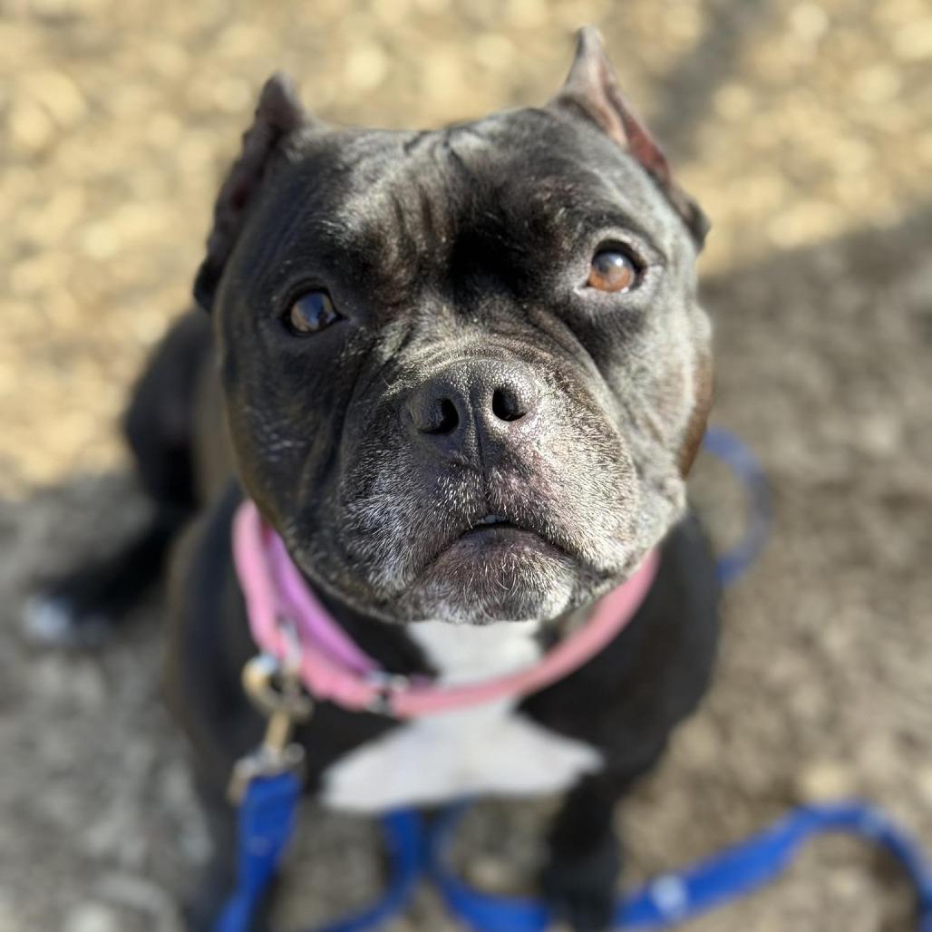 Enlarge Hallie (Ivy Luv), a Adoptable Pit Bull Terrier in Sinking Spring, PA image 2/6