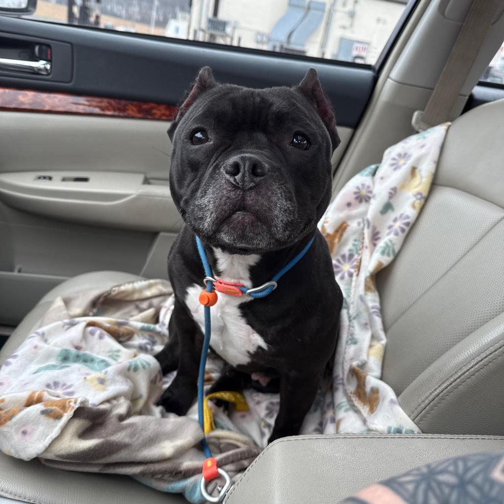 Enlarge Hallie (Ivy Luv), a Adoptable Pit Bull Terrier in Sinking Spring, PA image 3/6