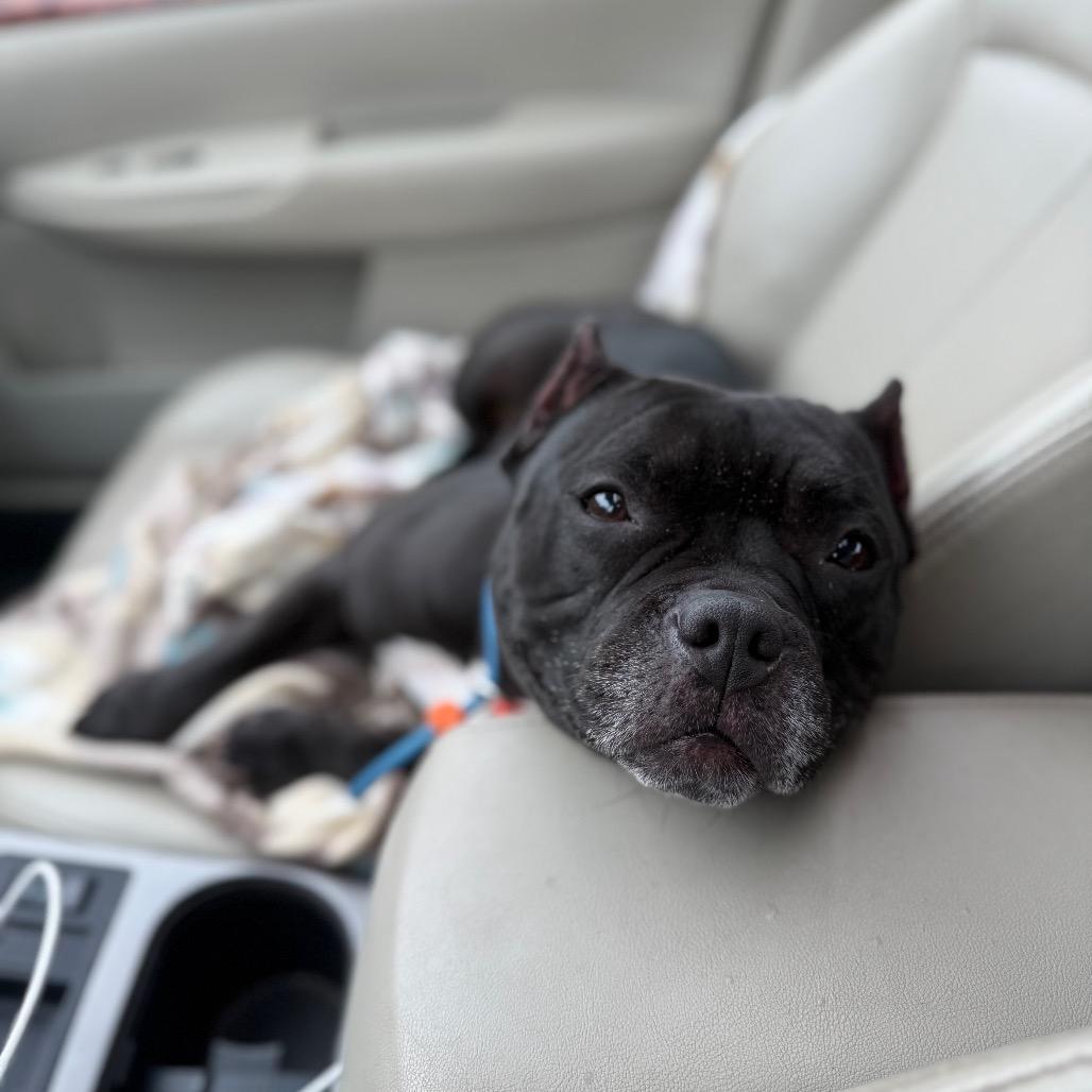 Enlarge Hallie (Ivy Luv), a Adoptable Pit Bull Terrier in Sinking Spring, PA image 4/6