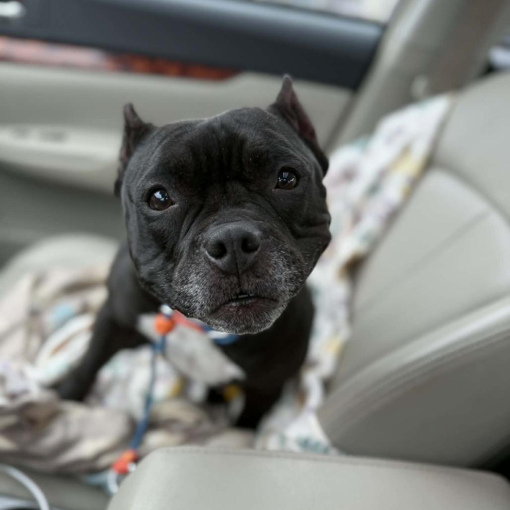 Enlarge Hallie (Ivy Luv), a Adoptable Pit Bull Terrier in Sinking Spring, PA image 5/6