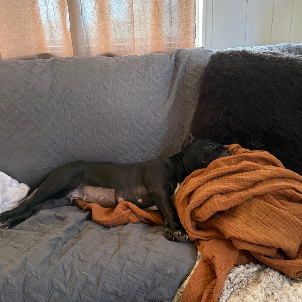 Enlarge Hallie (Ivy Luv), a Adoptable Pit Bull Terrier in Sinking Spring, PA image 6/6