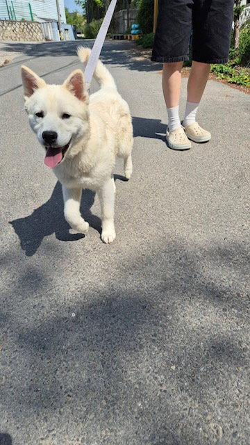 PPOMI, Adopted, Puppy Female Jindo.