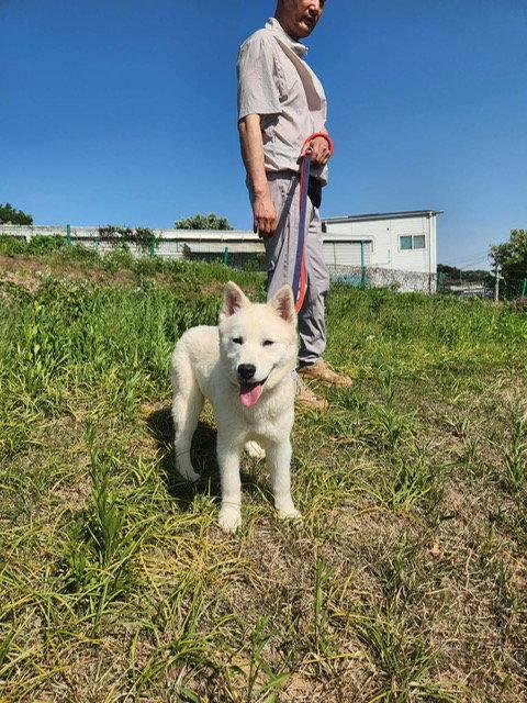 Enlarge PPOMI, a Adopted Jindo in Agoura Hills, CA image 2/3